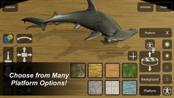 模型：鲨鱼