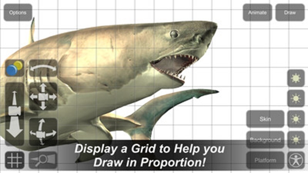 模型：鲨鱼